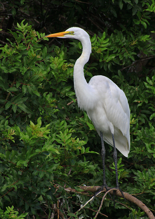 Majestic Great Egret 2   P O'Malley